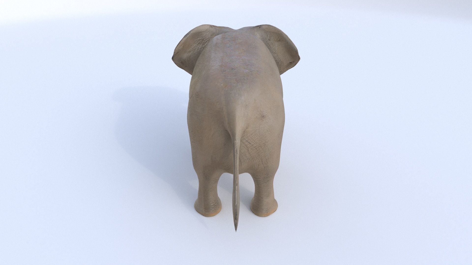 Elephant 1 3D model_2