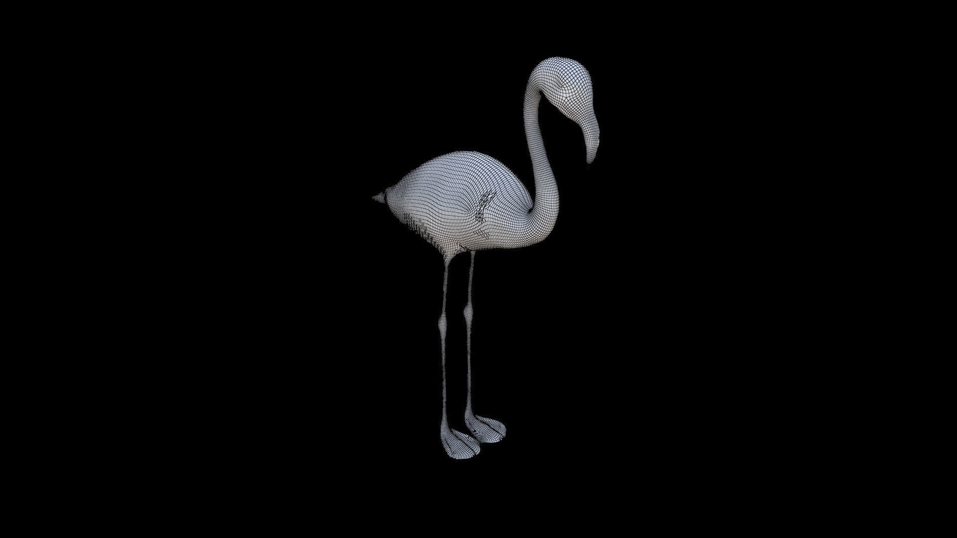 Flamingo 3D model_5