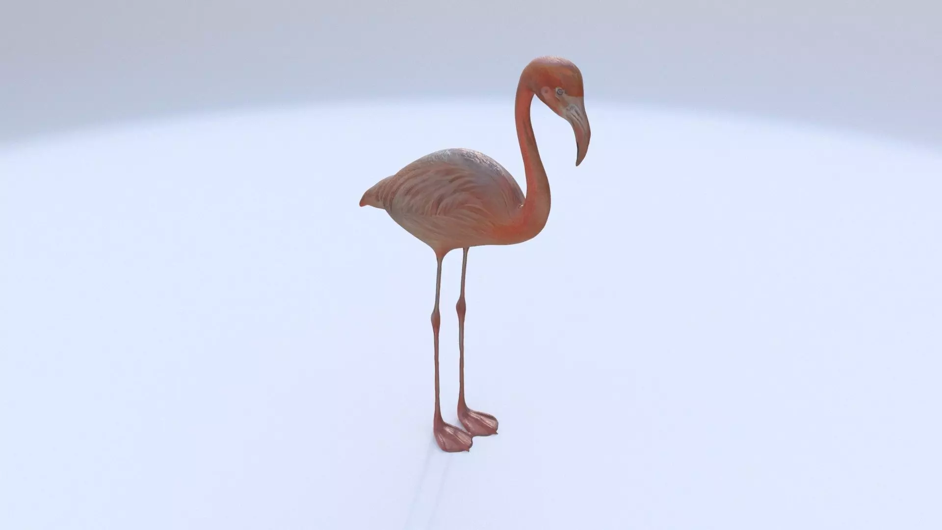 Flamingo 3D model_0