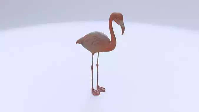 Flamingo 3D model