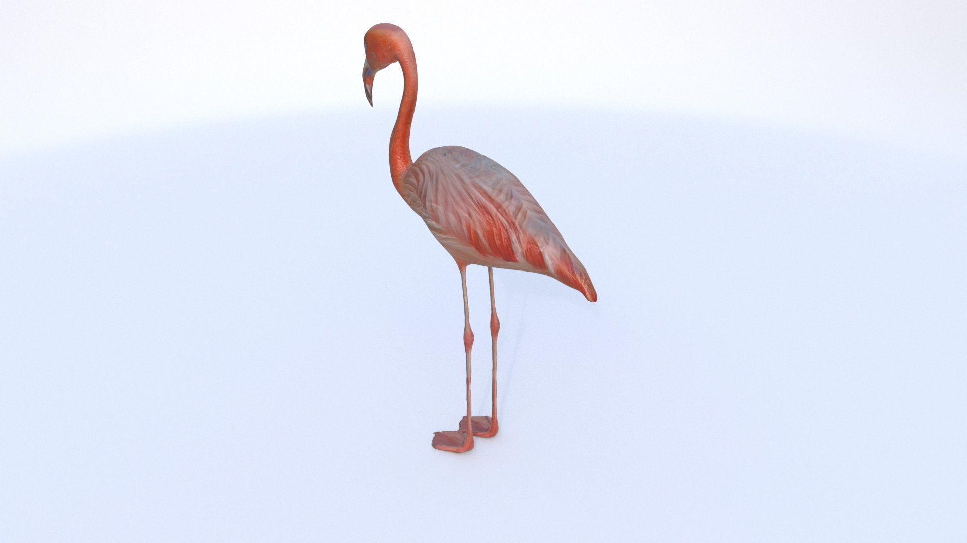 Flamingo 3D model_3