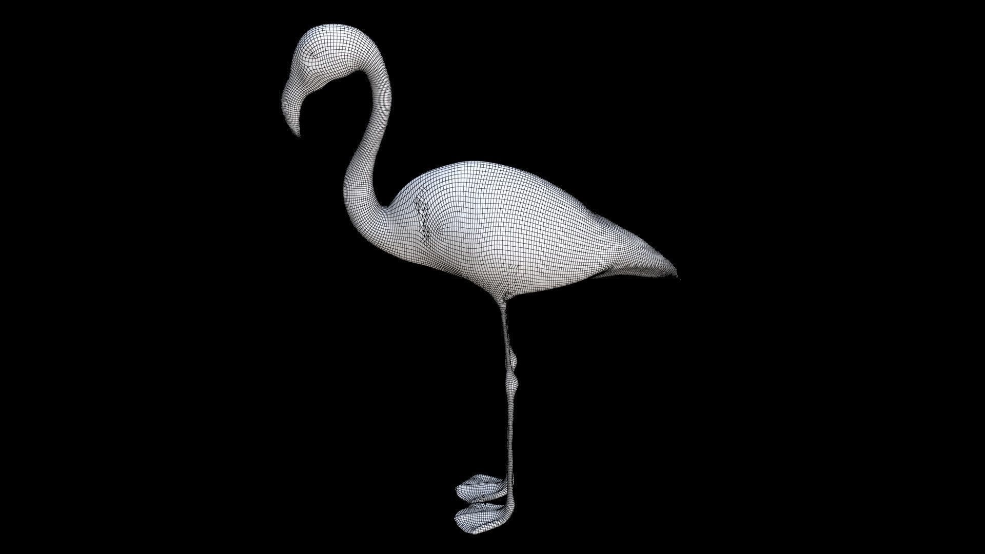 Flamingo 3D model_7