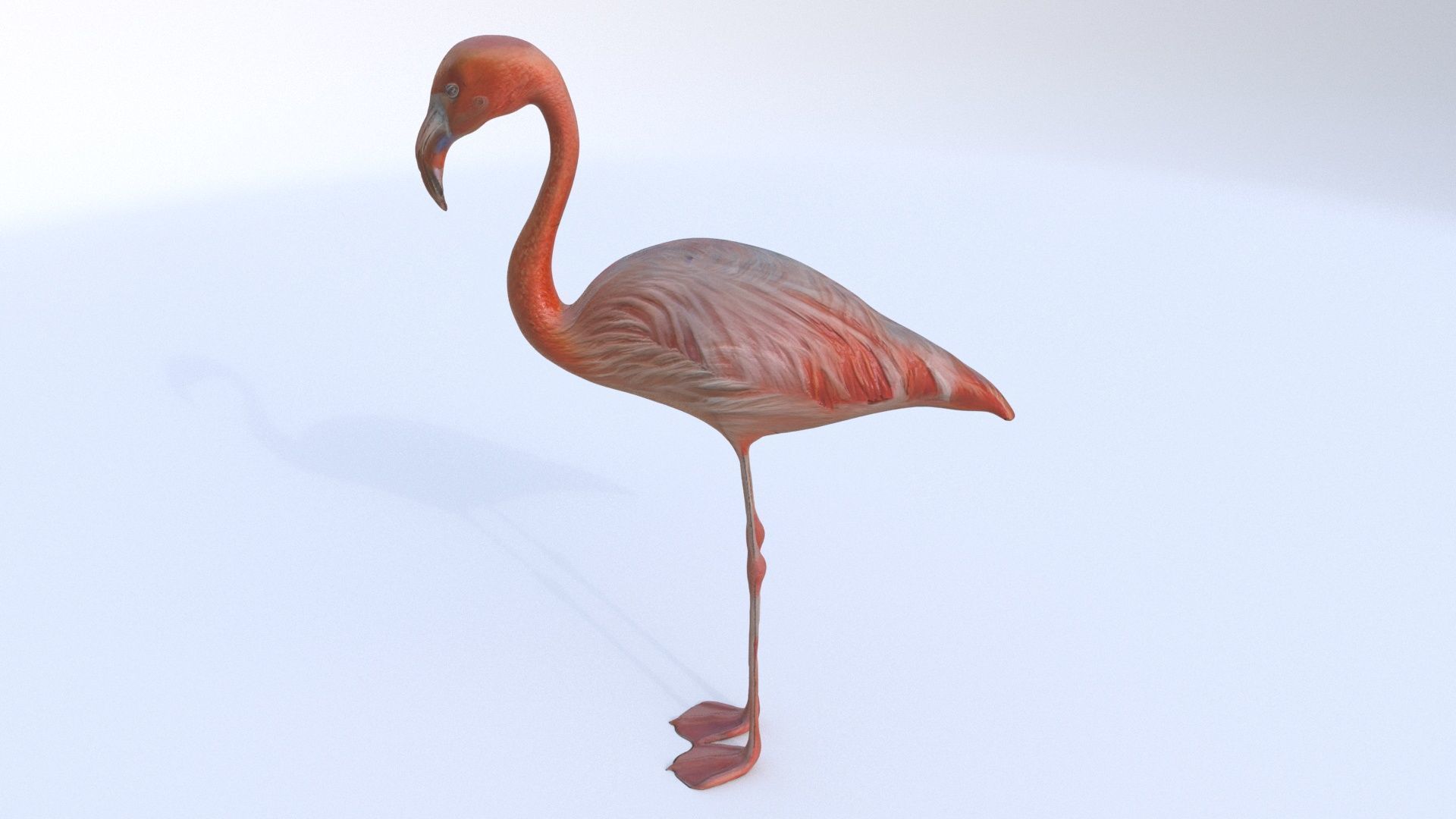 Flamingo 3D model_2