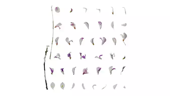 Anydrafts Campylotropis macrocarpa Flower 01