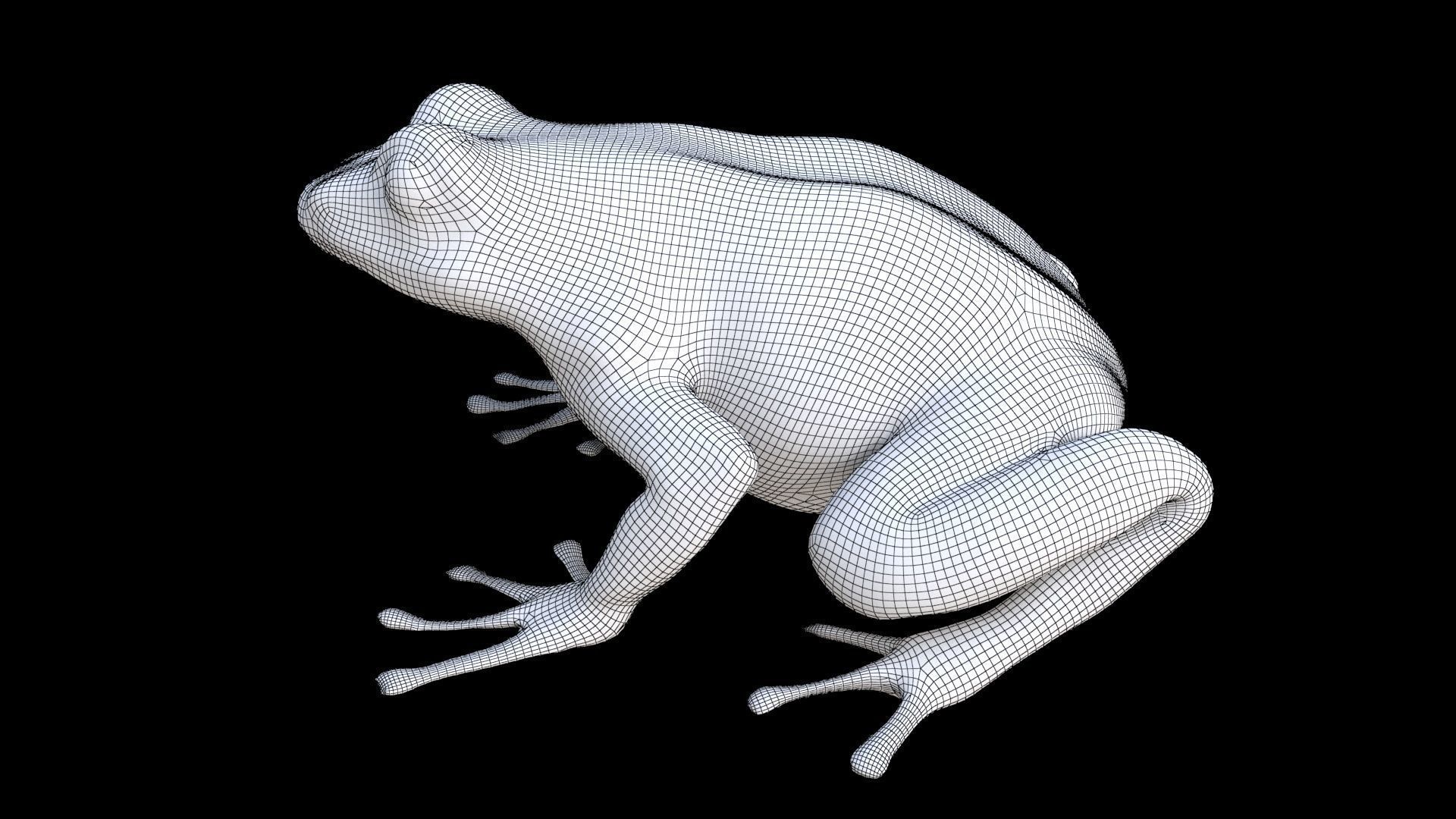 Frog 1 3D model_7