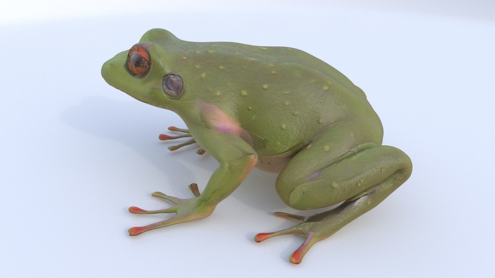 Frog 1 3D model_2