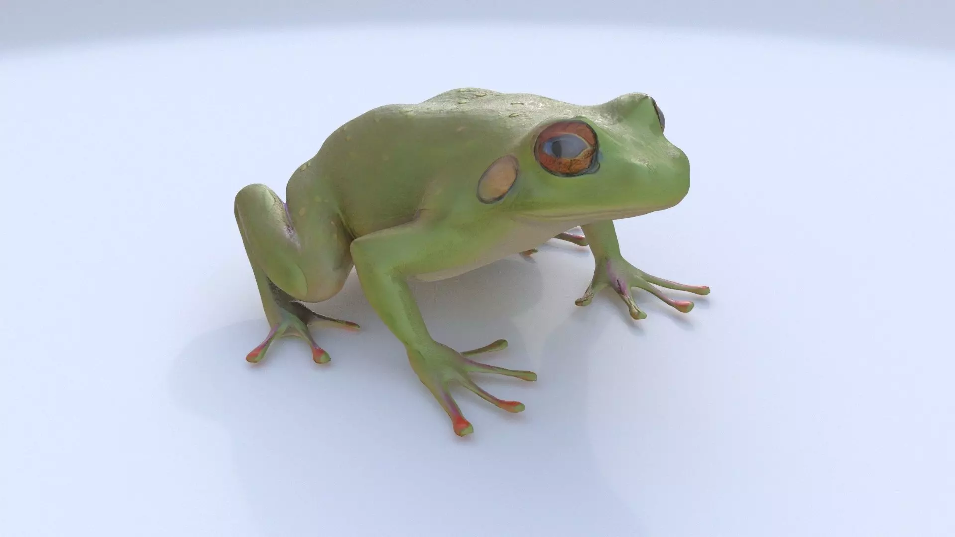 Frog 1 3D model_0
