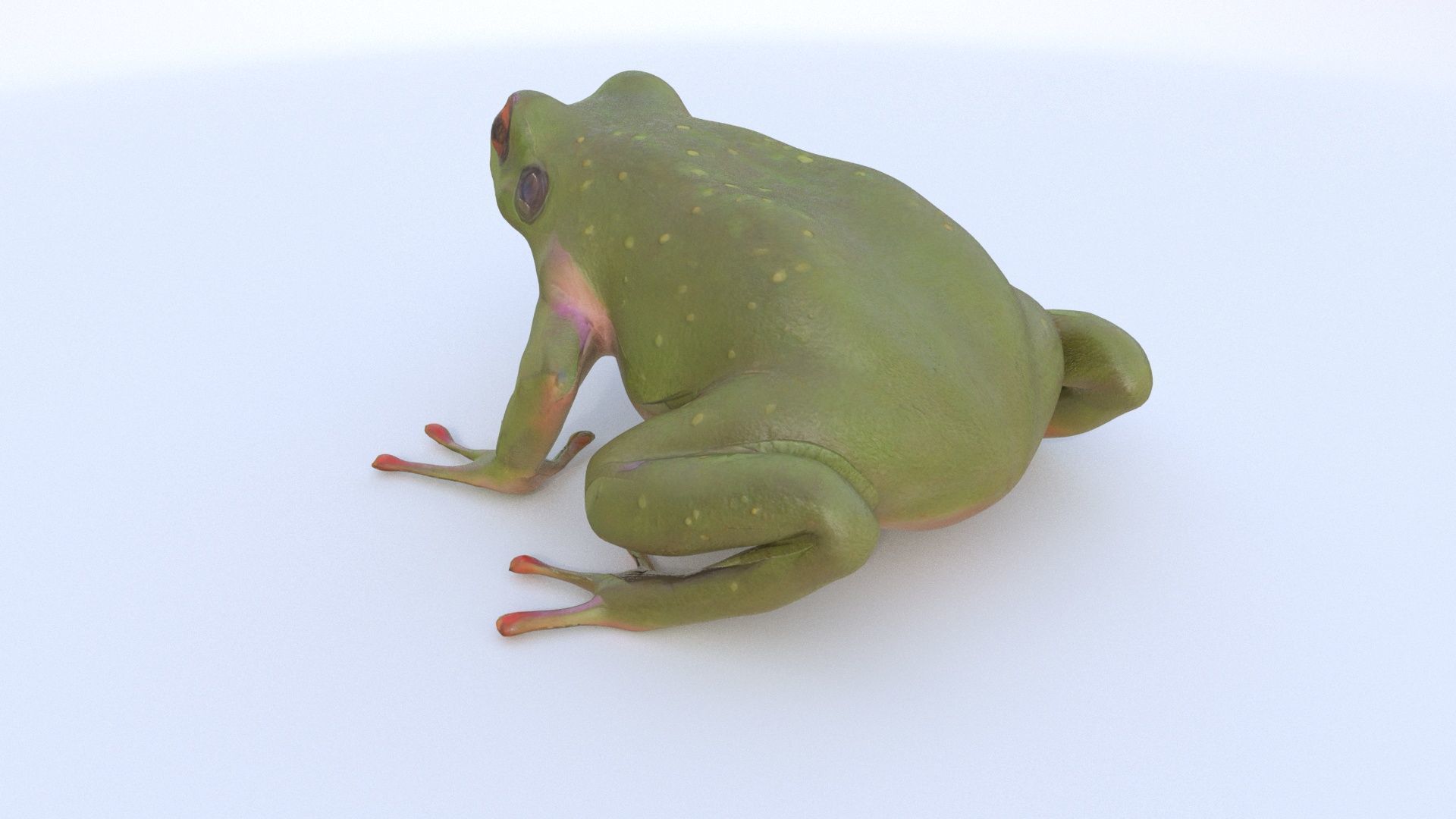 Frog 1 3D model_3