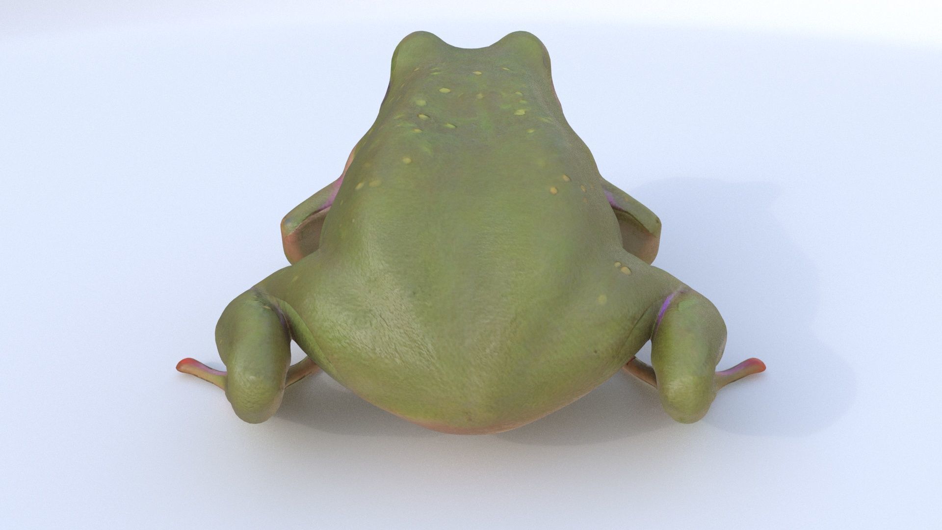 Frog 1 3D model_4
