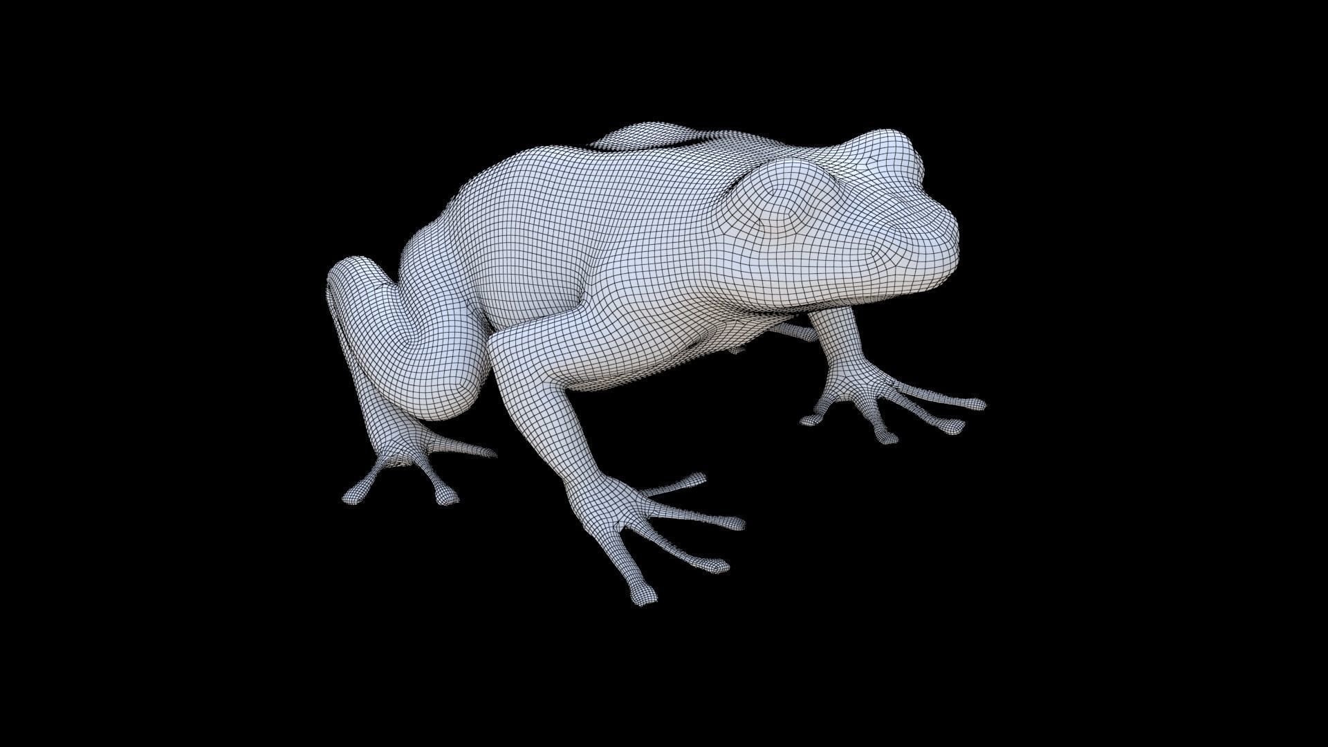 Frog 1 3D model_5