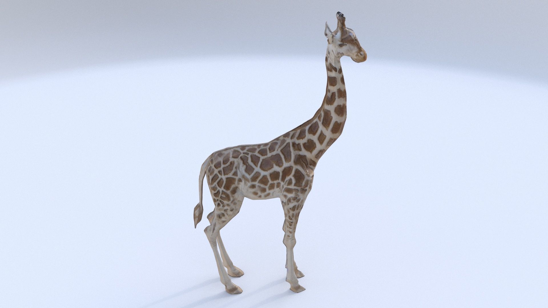 Giraffe 3D model_1
