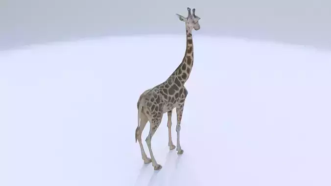 Giraffe 3D model