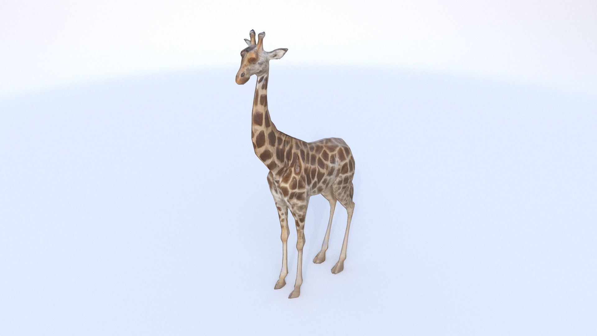 Giraffe 3D model_3