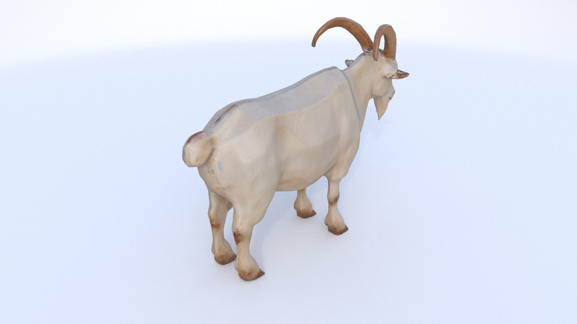 Goat 1 3D model_3