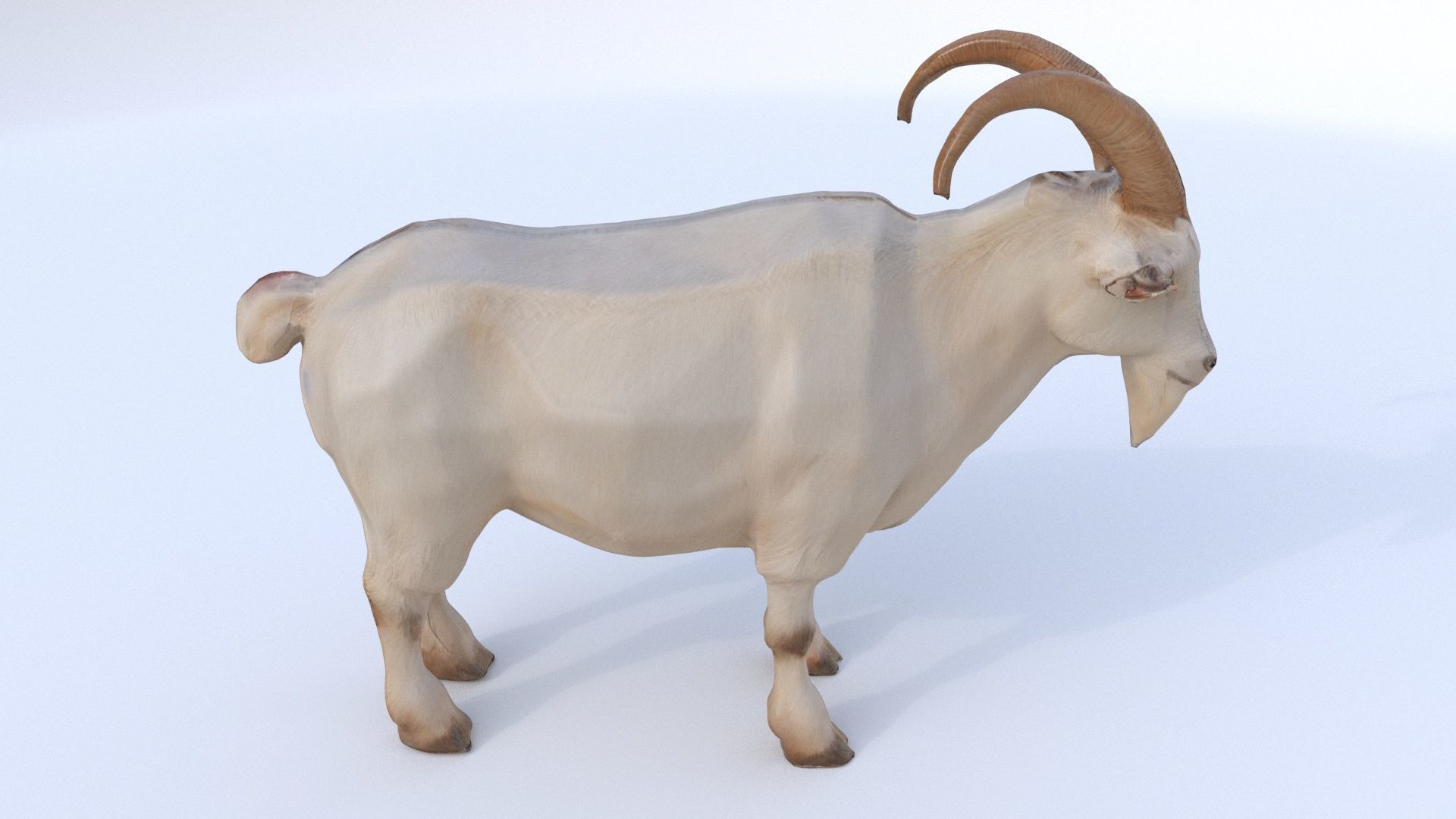 Goat 1 3D model_4