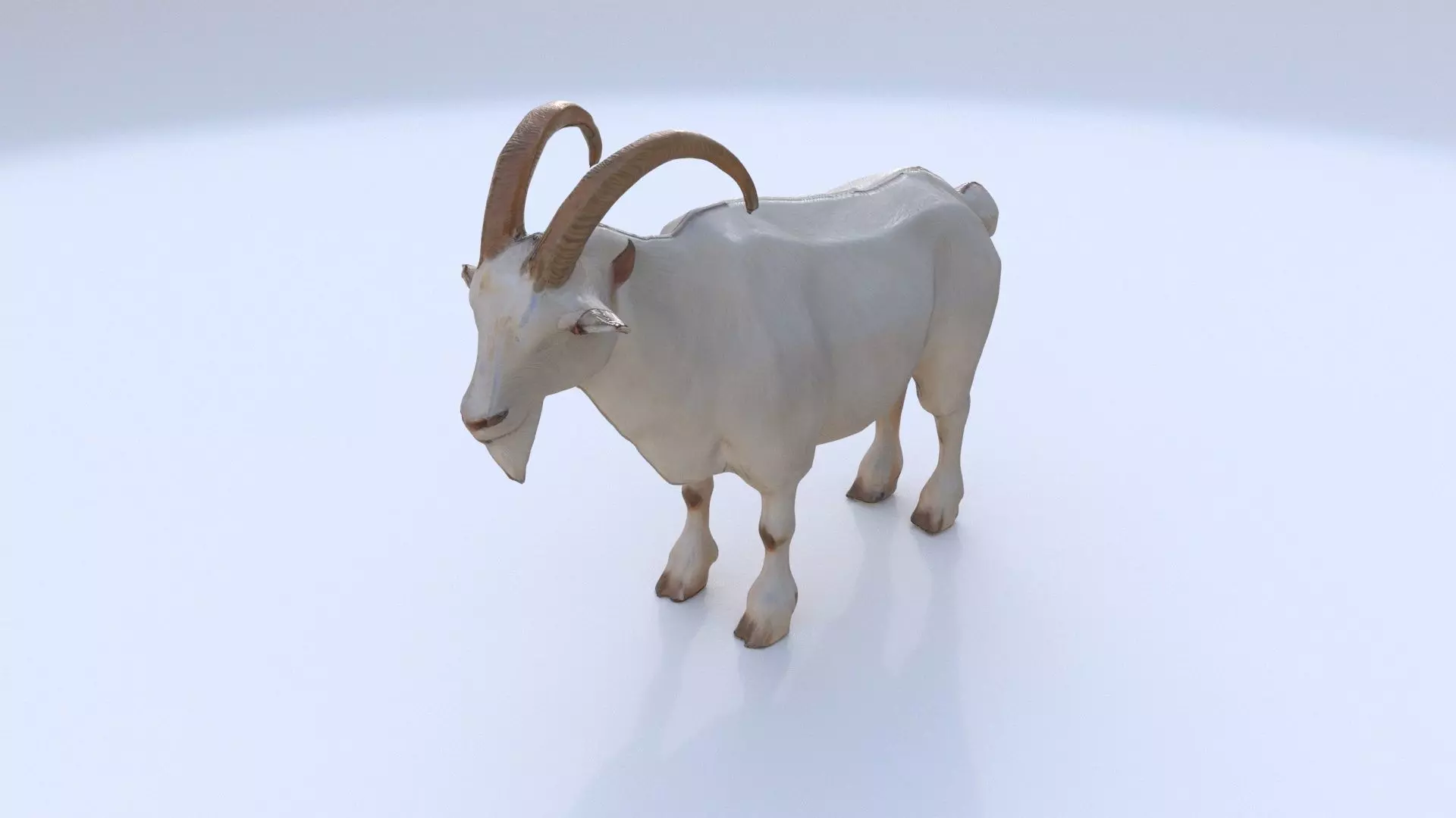 Goat 1 3D model_0