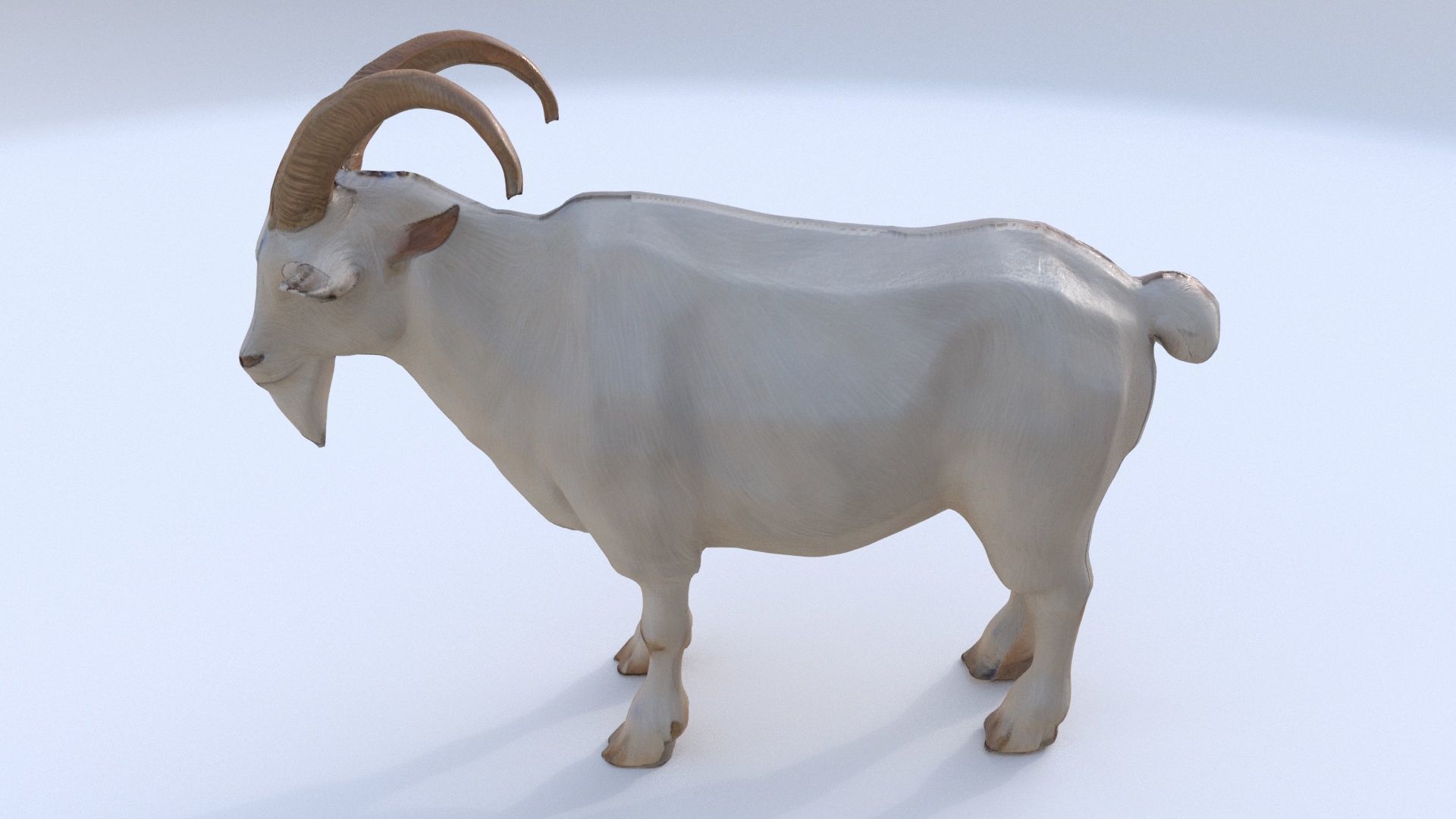 Goat 1 3D model_1
