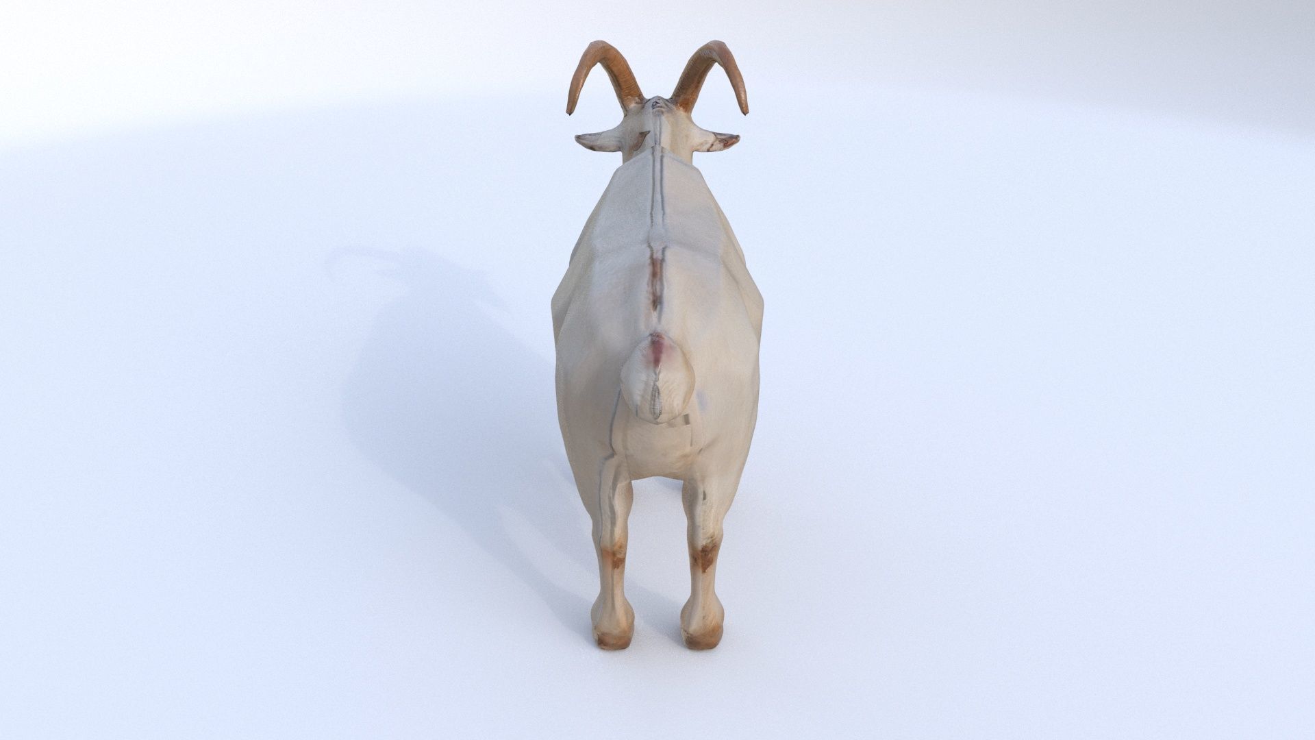 Goat 1 3D model_2