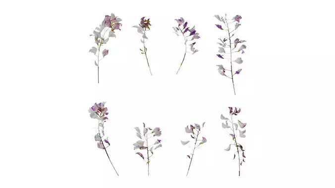 Anydrafts Campylotropis macrocarpa Flower 02