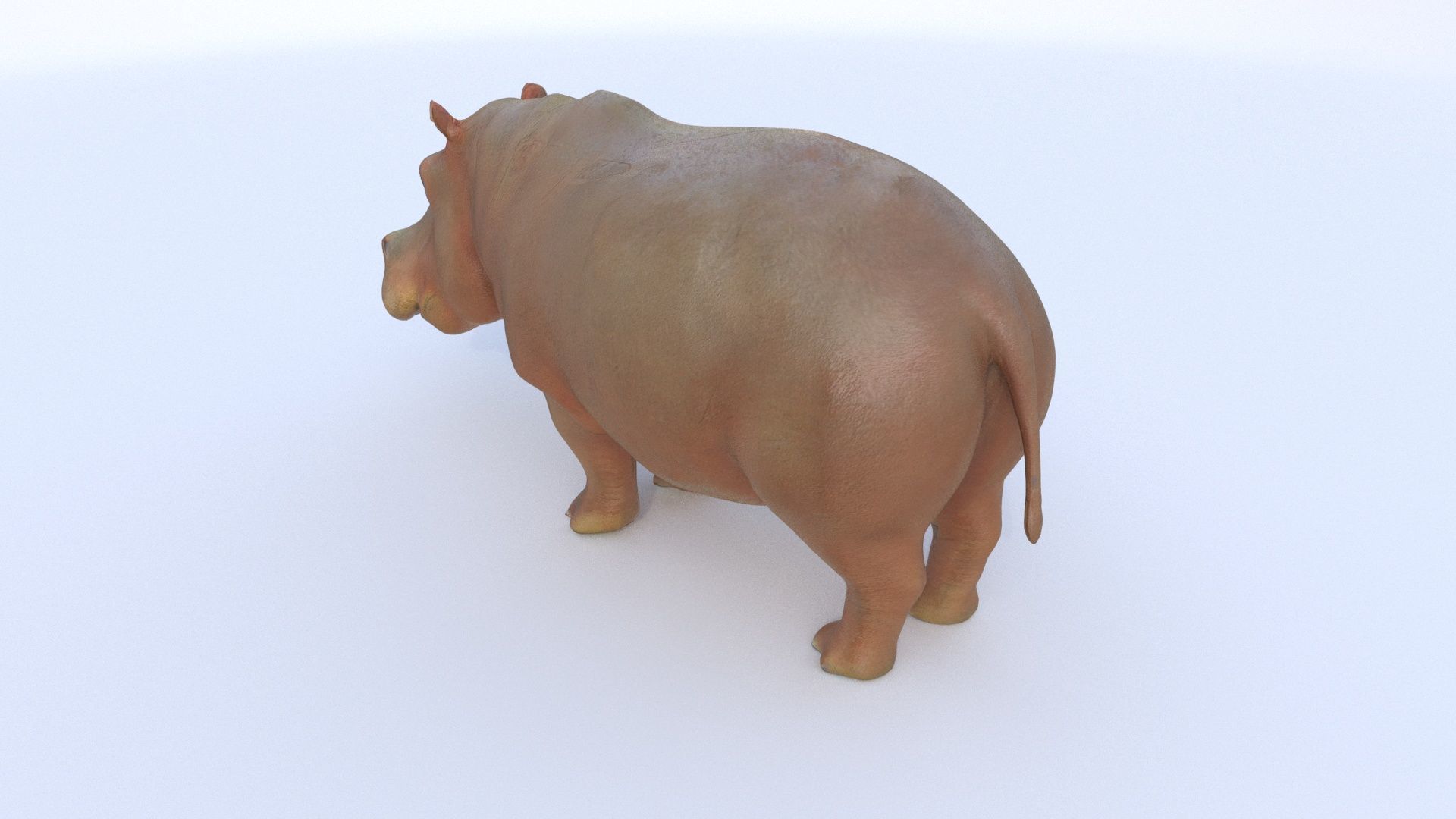 Hippopotamus 3D model_3