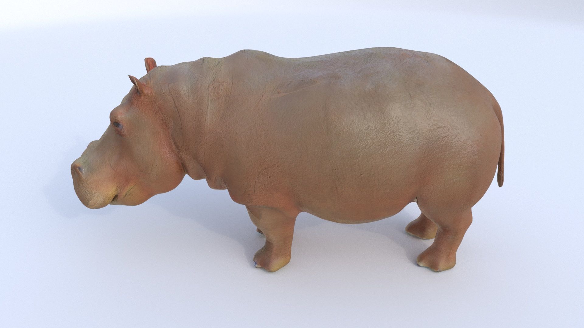 Hippopotamus 3D model_2