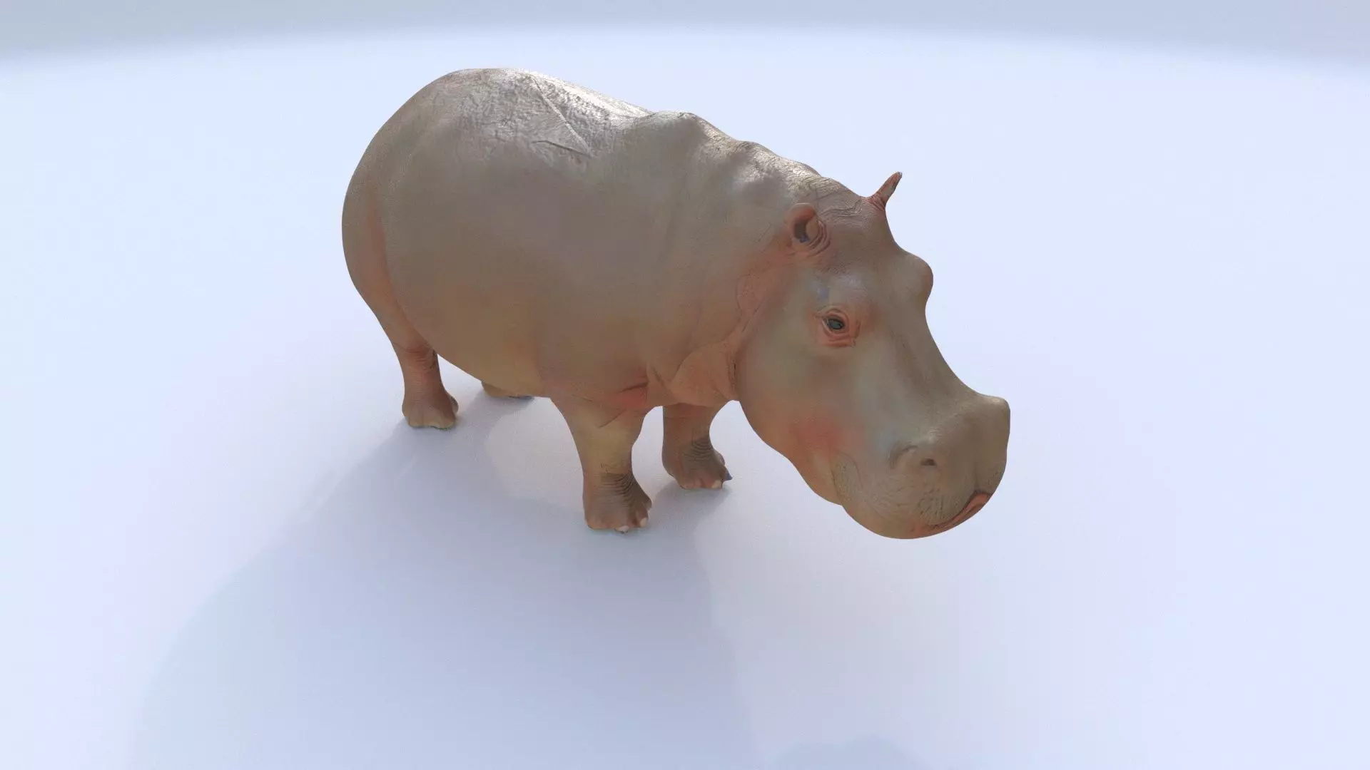 Hippopotamus 3D model_0