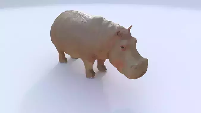 Hippopotamus 3D model