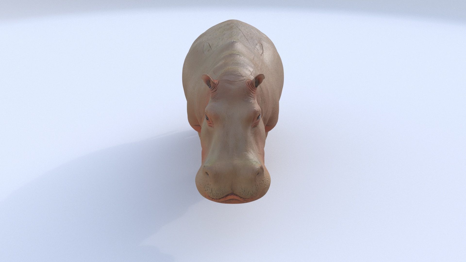 Hippopotamus 3D model_1