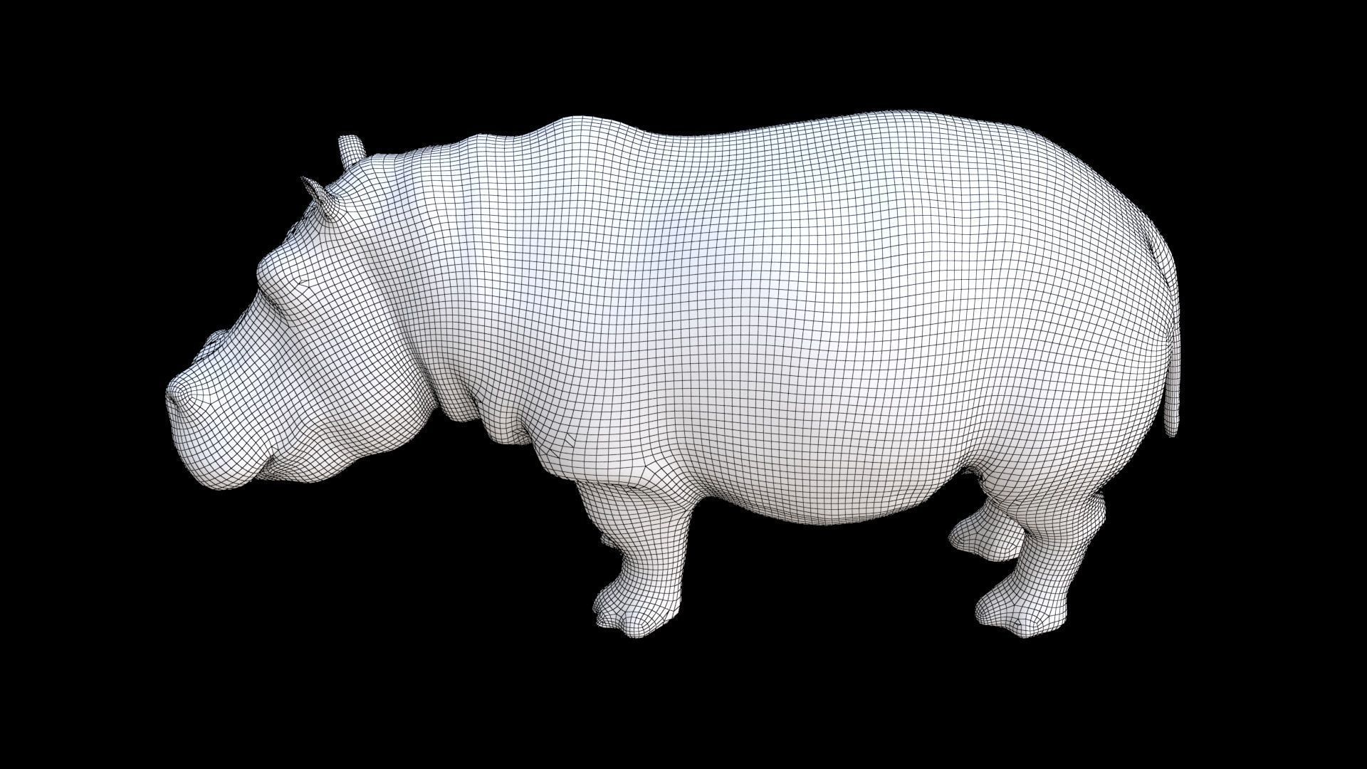 Hippopotamus 3D model_7