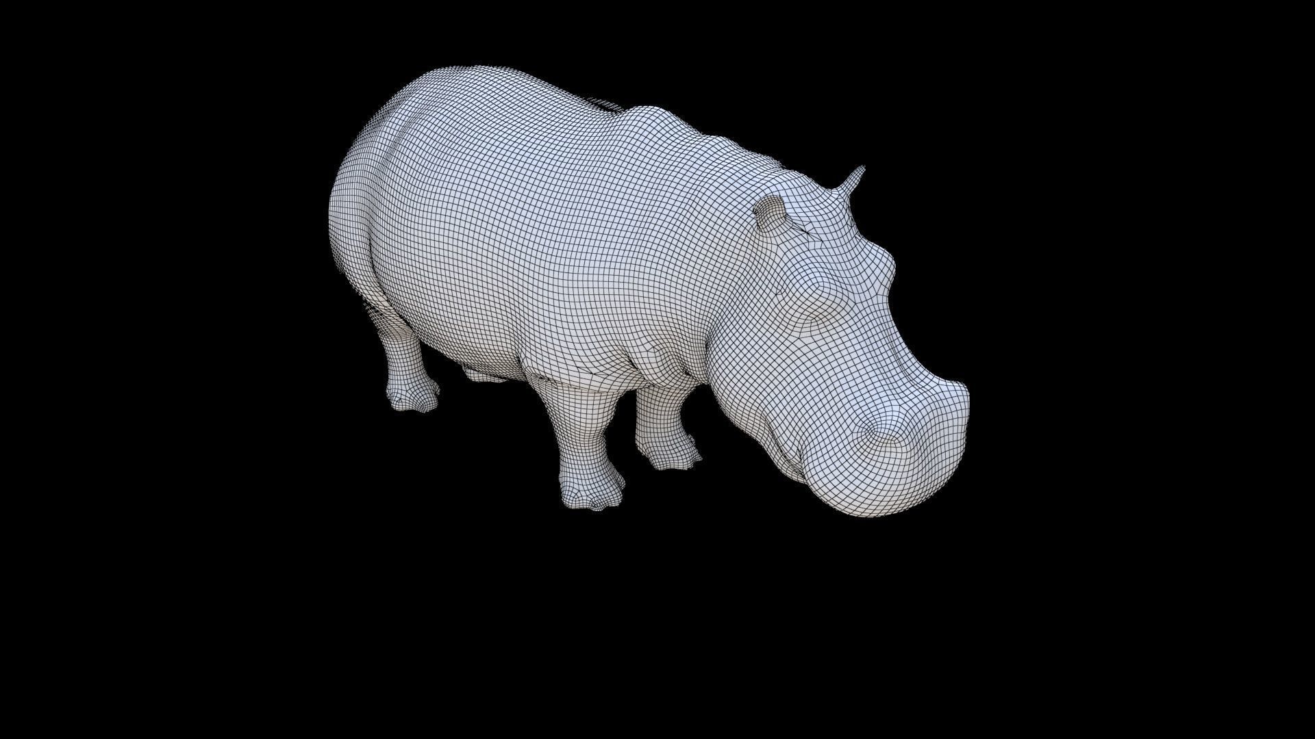 Hippopotamus 3D model_5