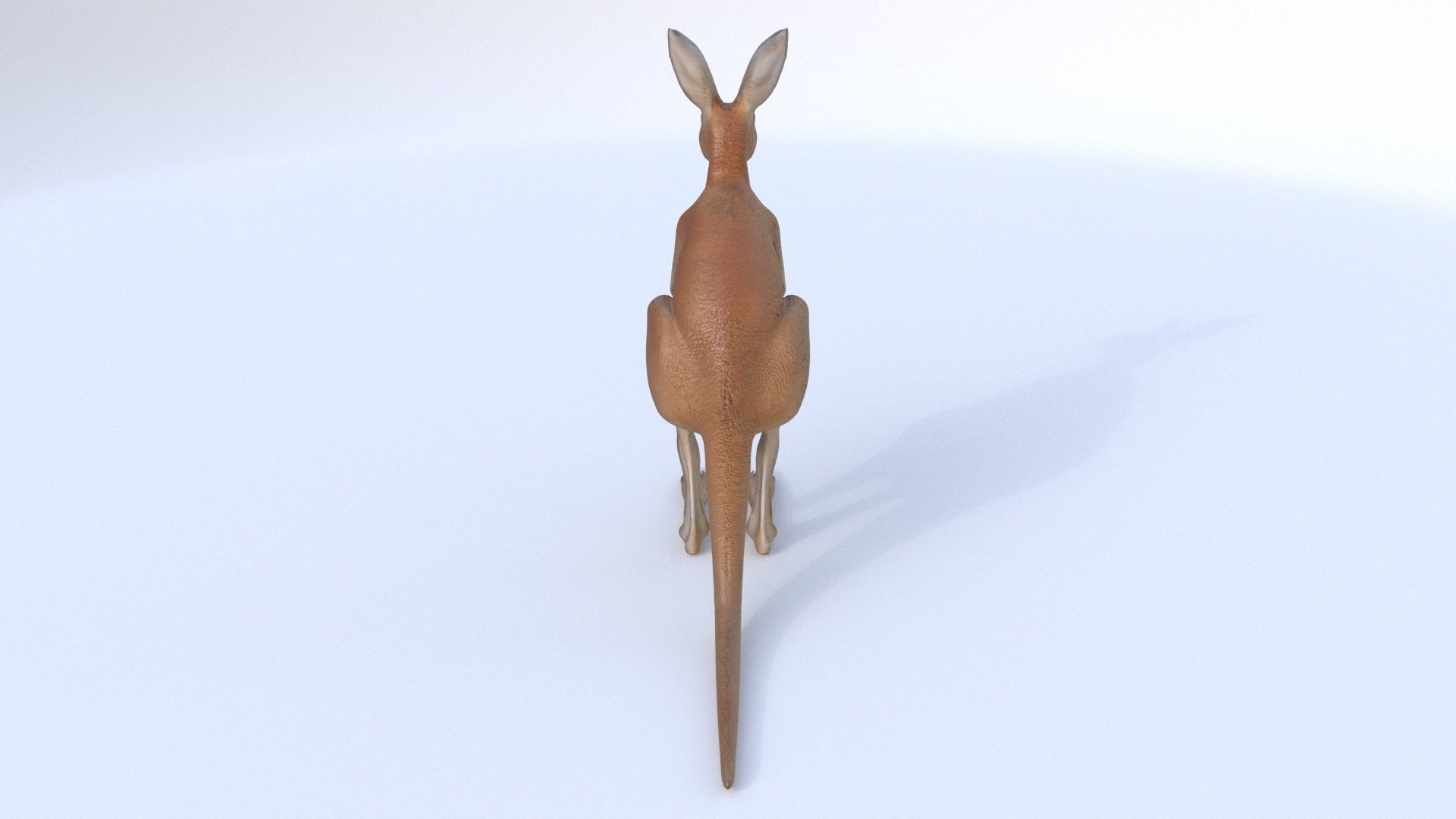 Kangaroo 1 3D model_4