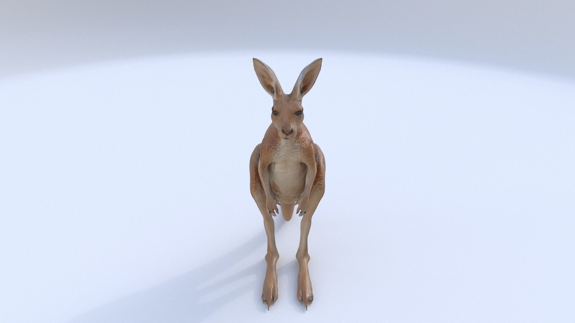 Kangaroo 1 3D model_1