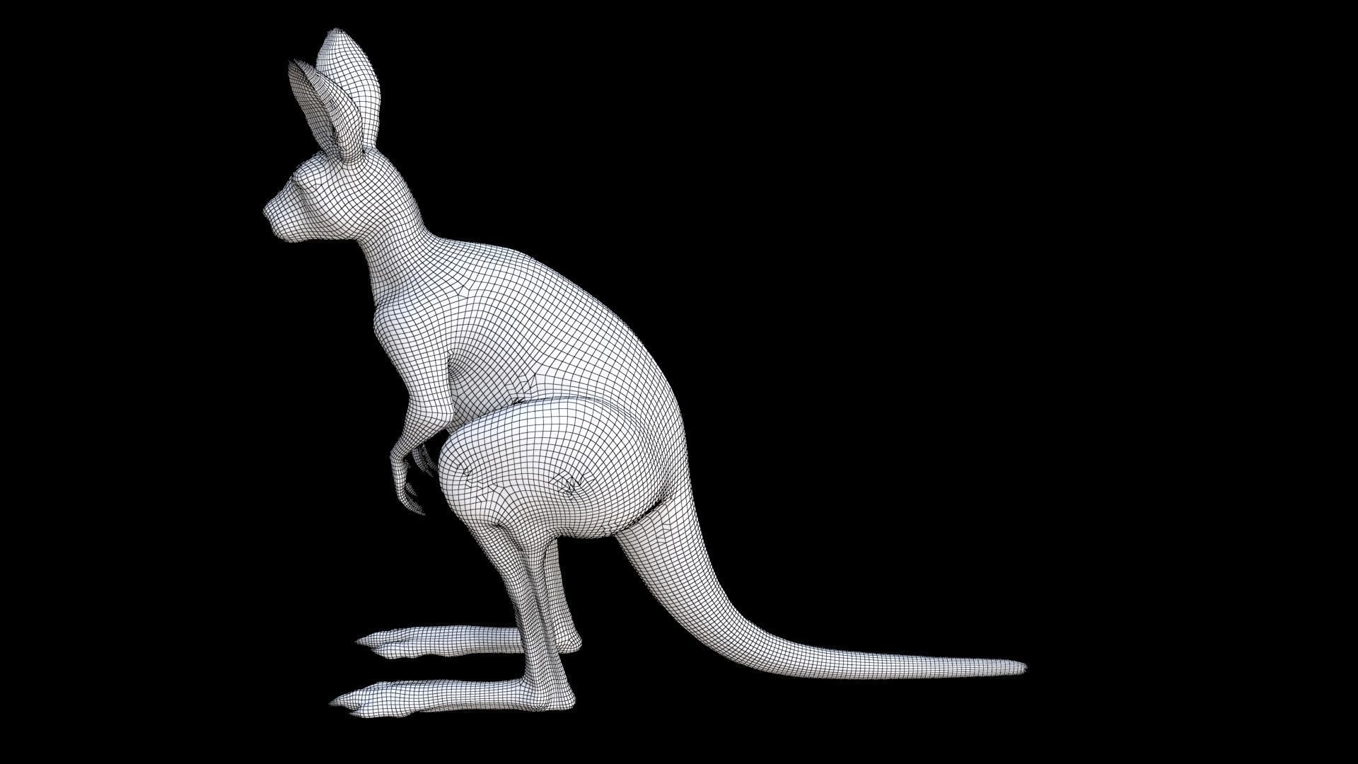 Kangaroo 1 3D model_7