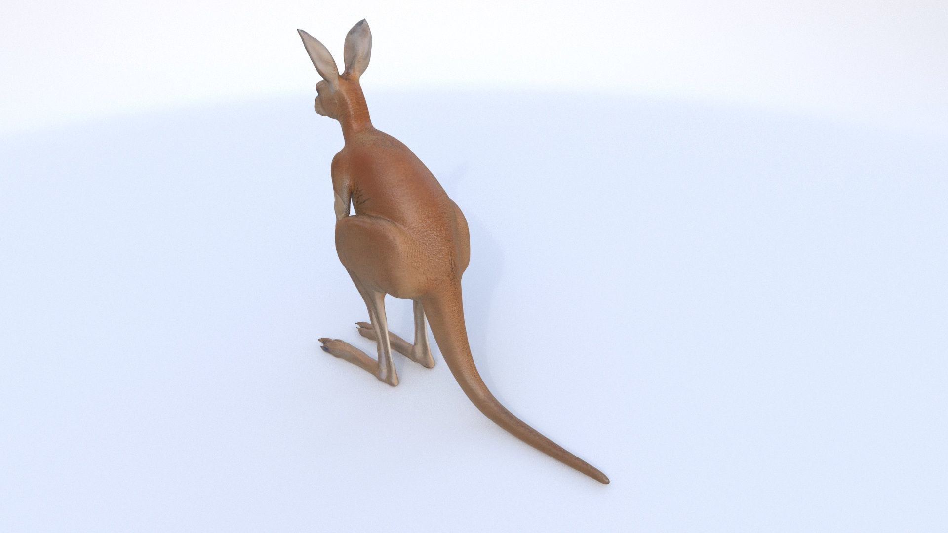 Kangaroo 1 3D model_3