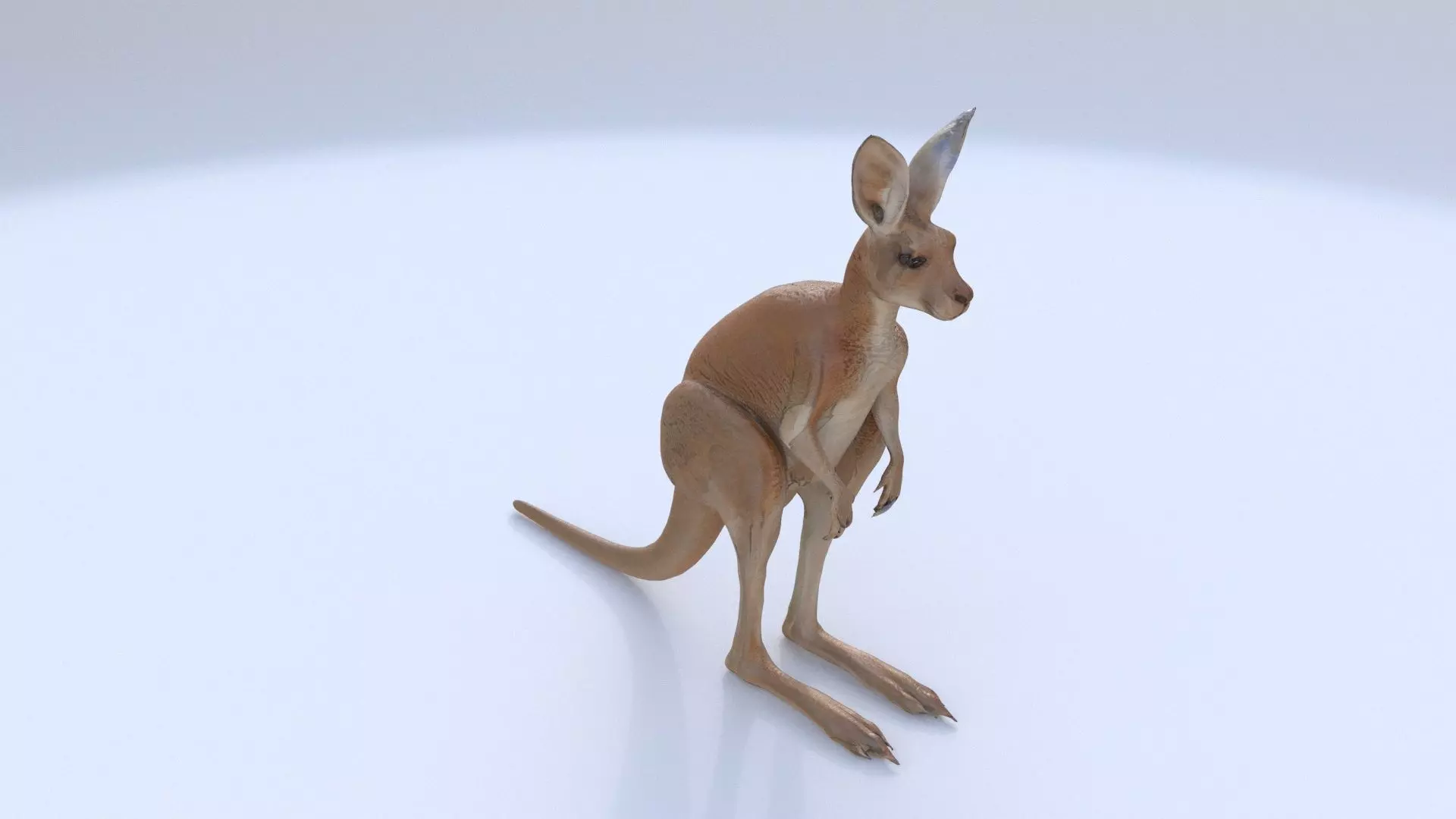 Kangaroo 1 3D model_0