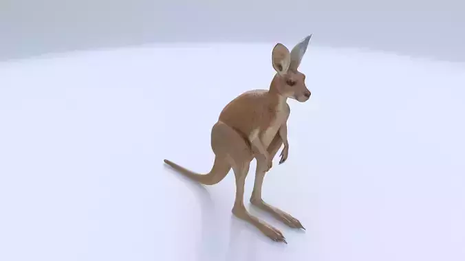 Kangaroo 1 3D model