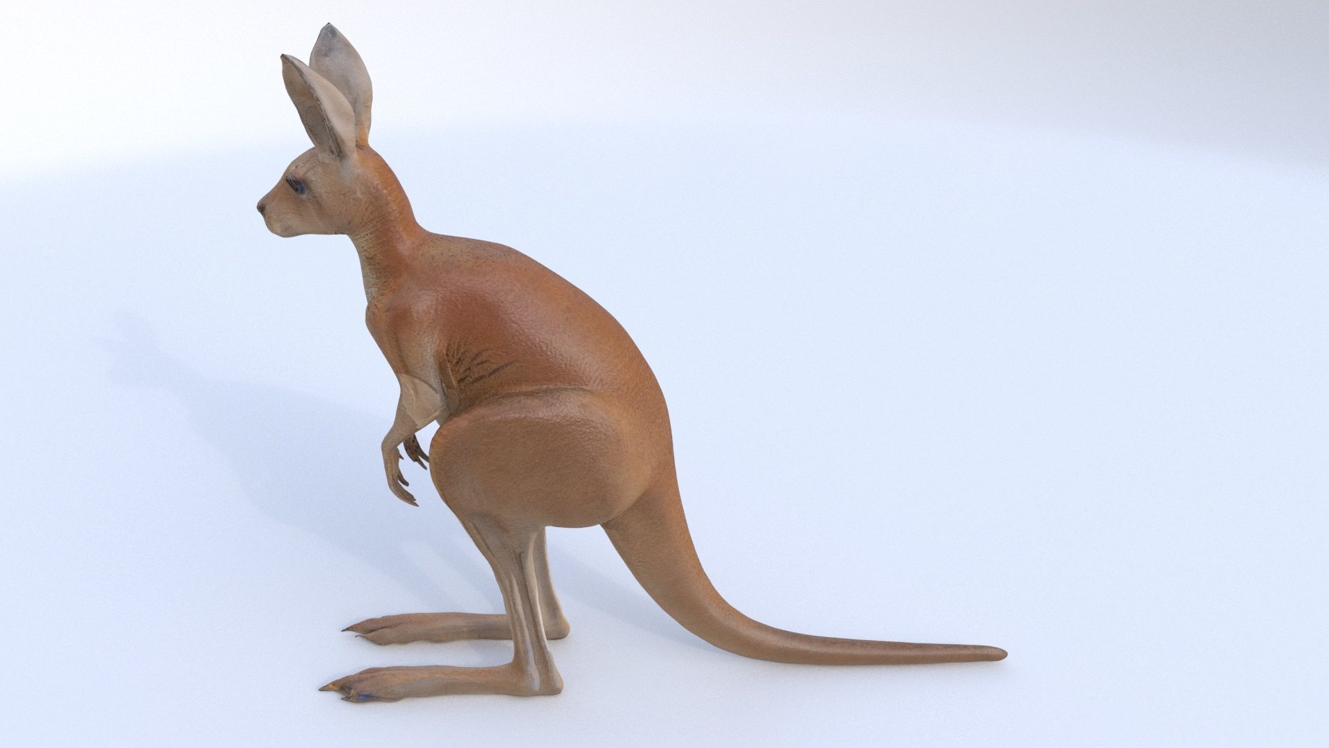 Kangaroo 1 3D model_2