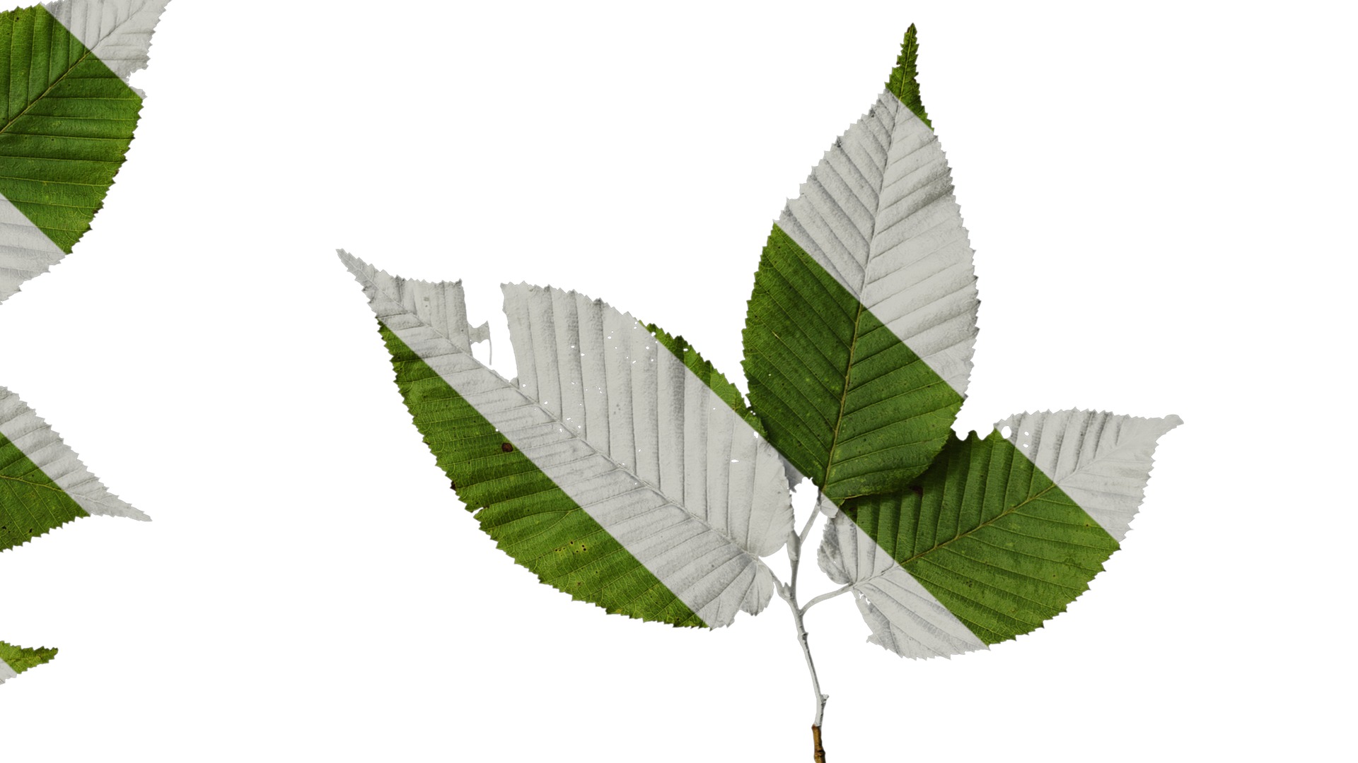 Anydrafts Carpinus cordata Atlas 01 Texture_6