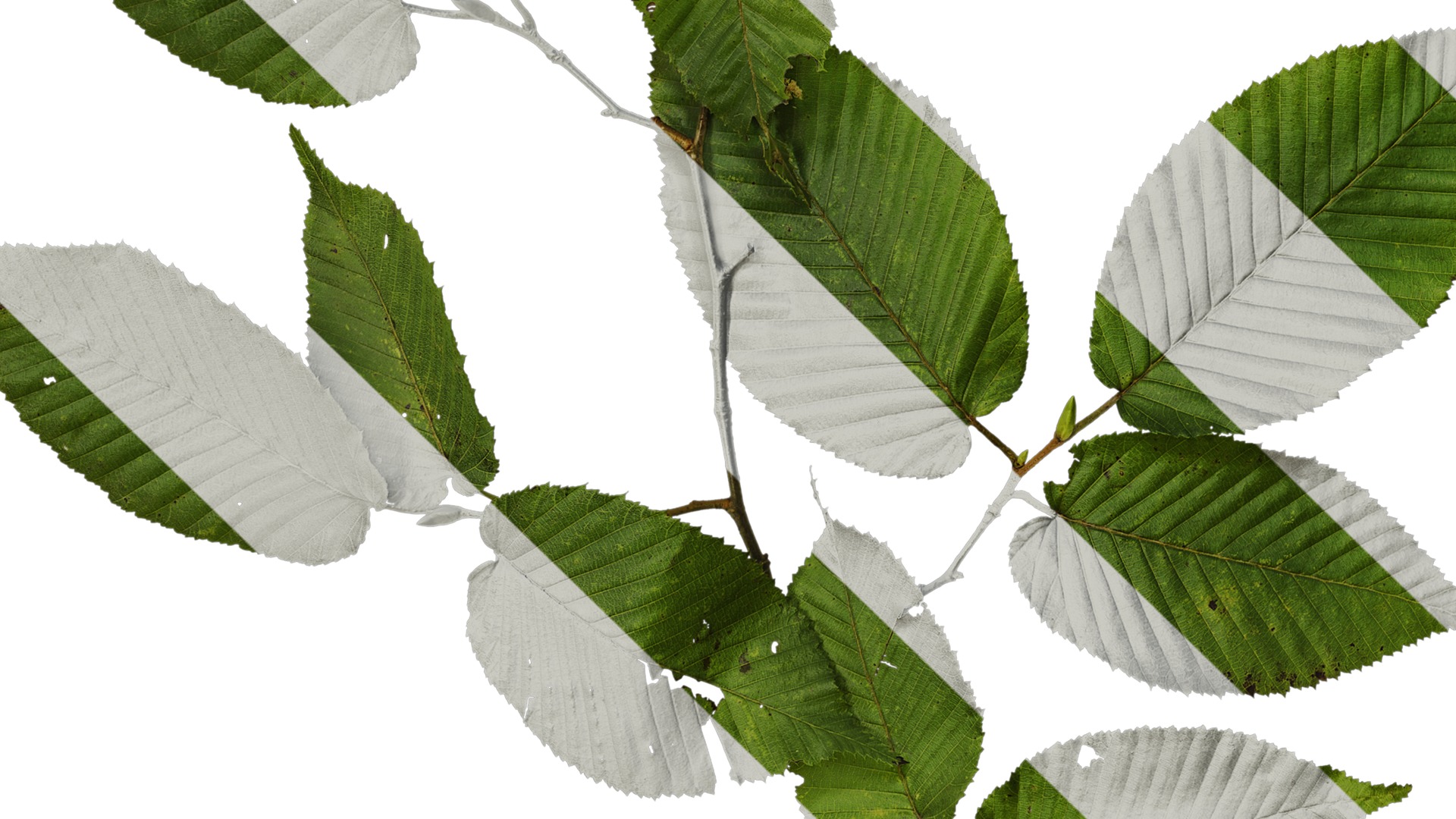 Anydrafts Carpinus cordata Atlas 01 Texture_5