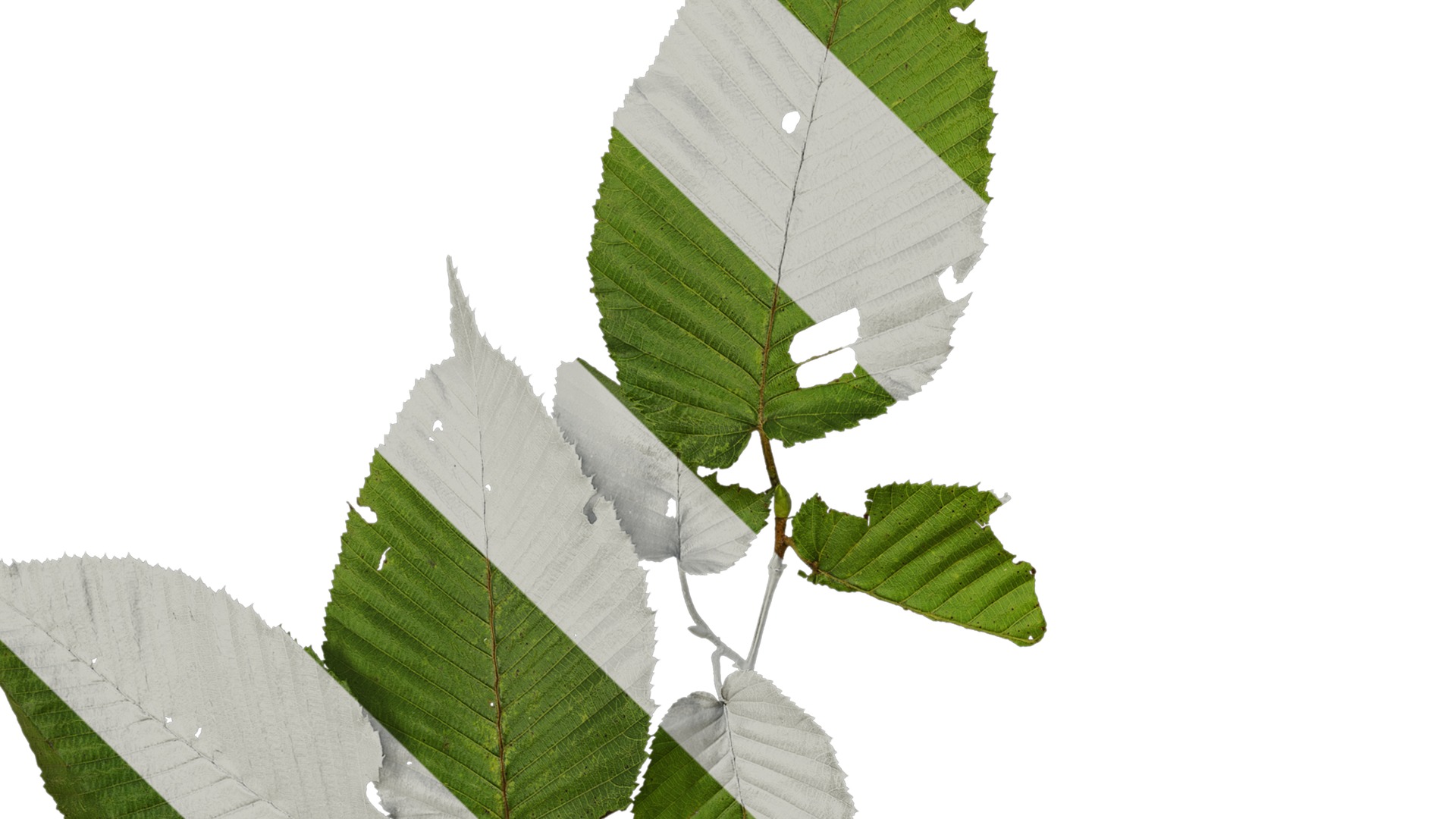 Anydrafts Carpinus cordata Atlas 01 Texture_3