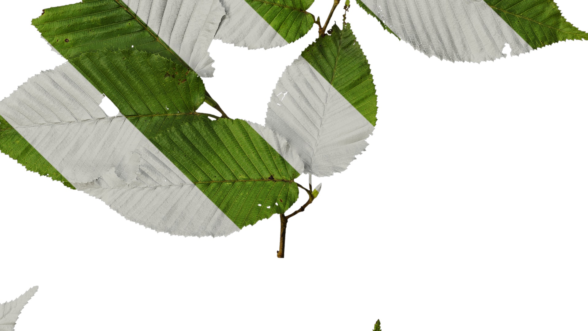 Anydrafts Carpinus cordata Atlas 01 Texture_4