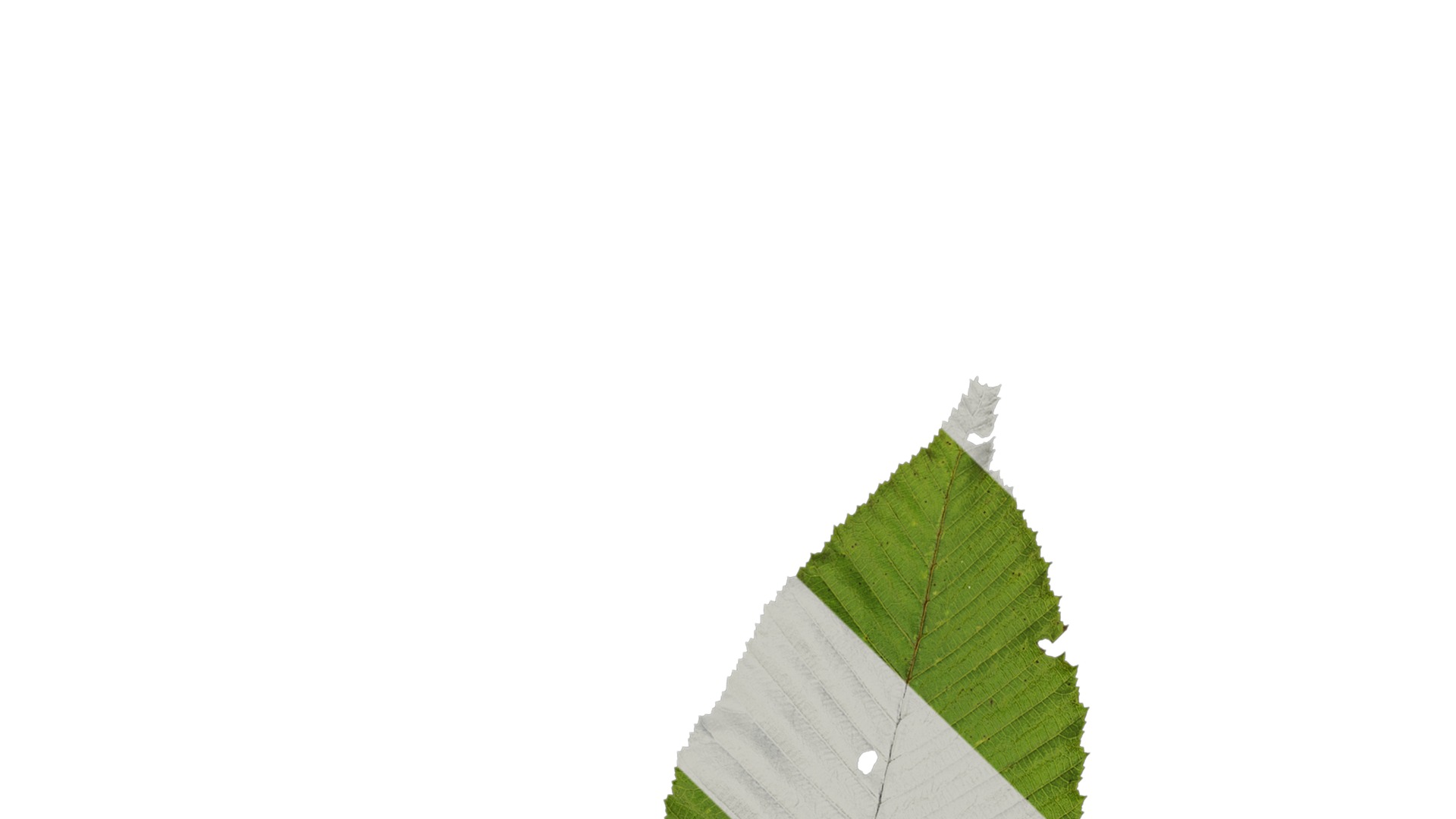 Anydrafts Carpinus cordata Atlas 01 Texture_1