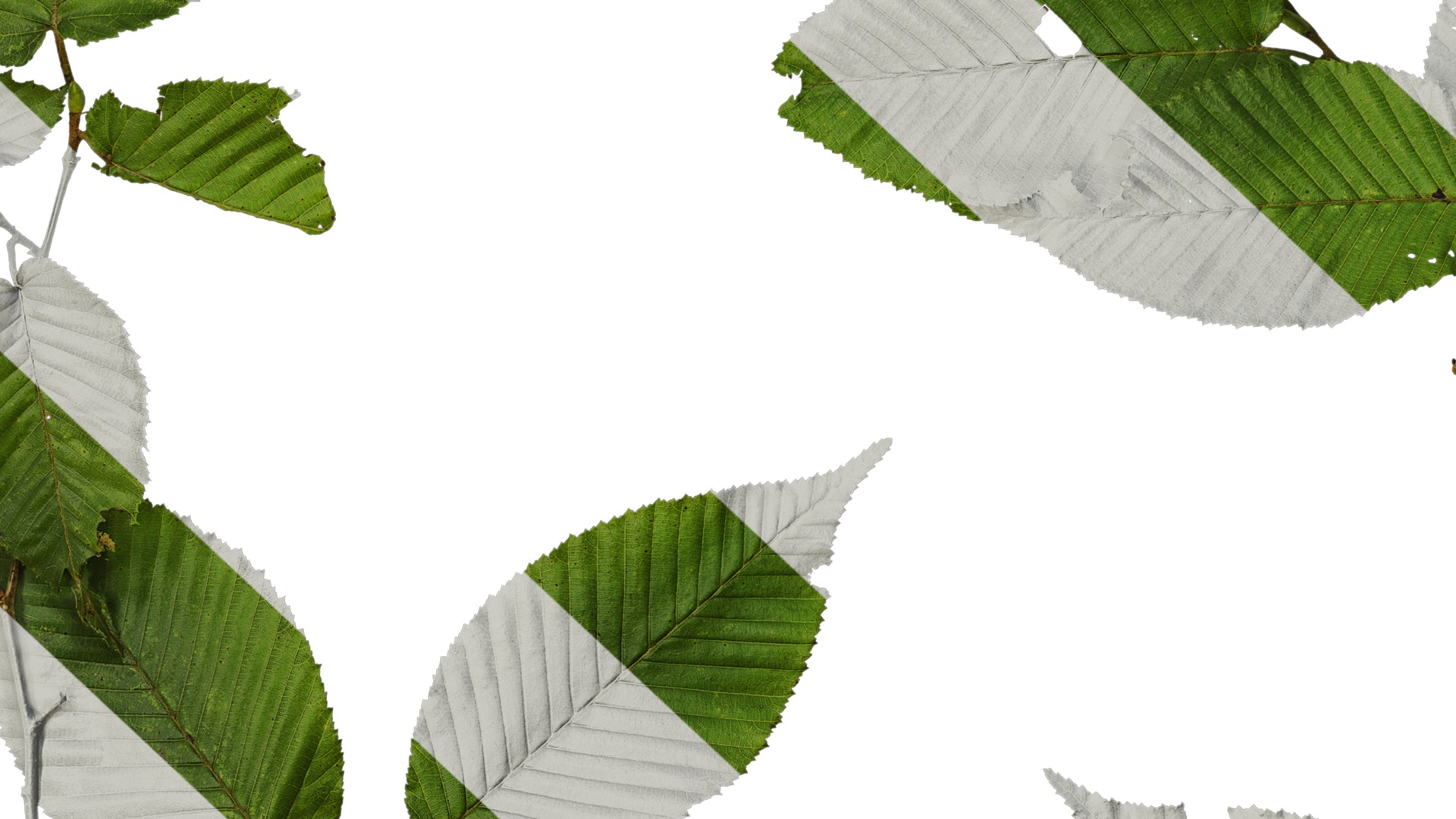 Anydrafts Carpinus cordata Atlas 01 Texture_7