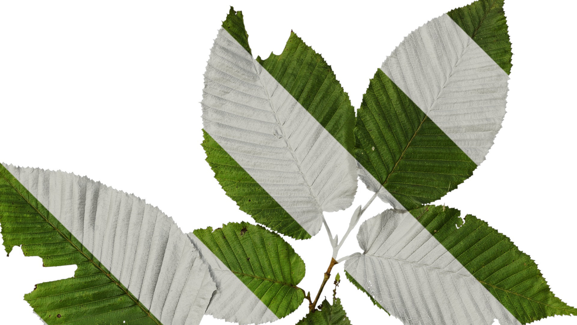 Anydrafts Carpinus cordata Atlas 01 Texture_2