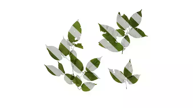 Anydrafts Carpinus cordata Atlas 01 Texture