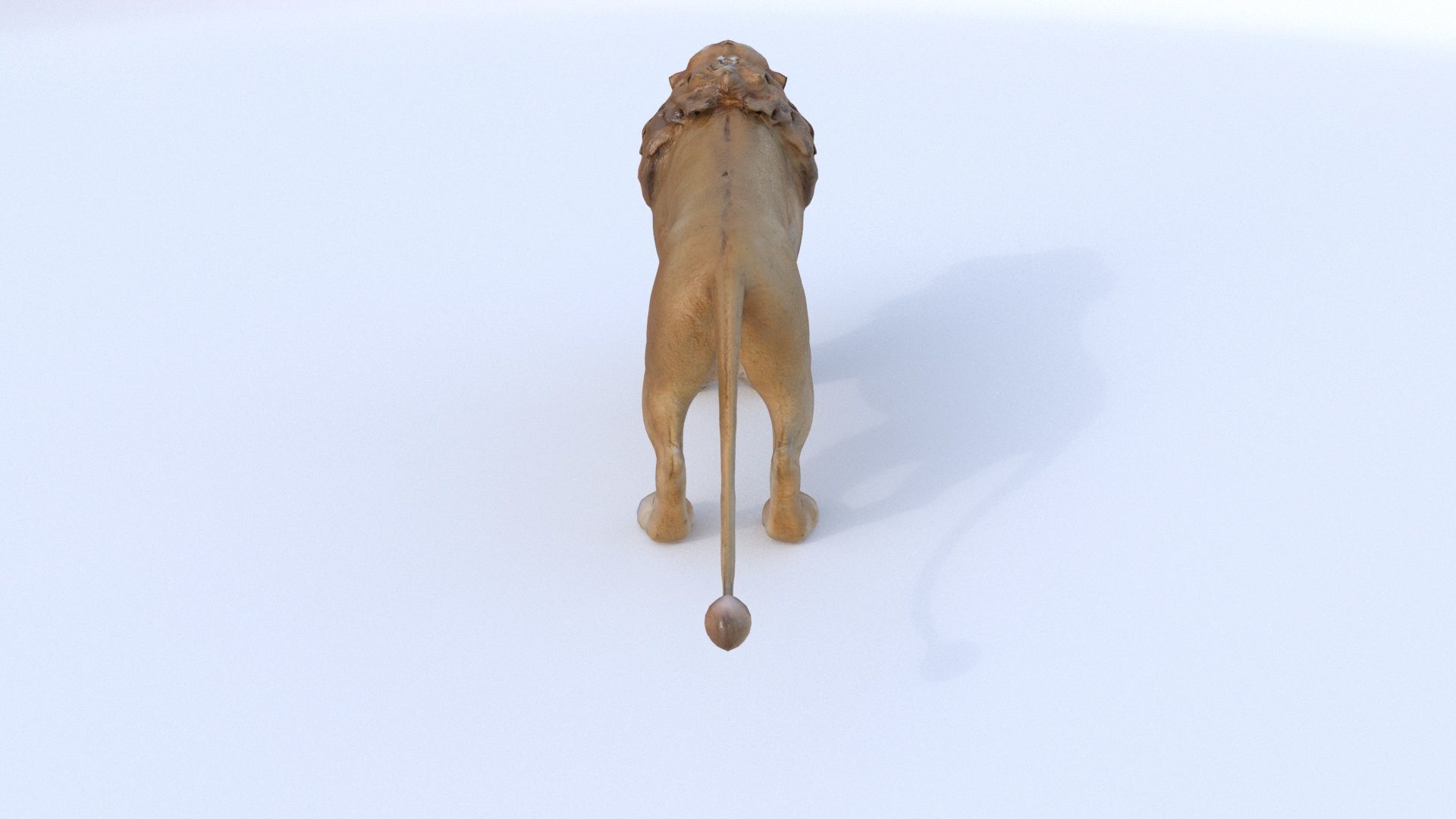 Lion 3D model_4