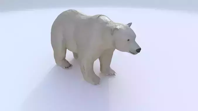 Polar Bear 1