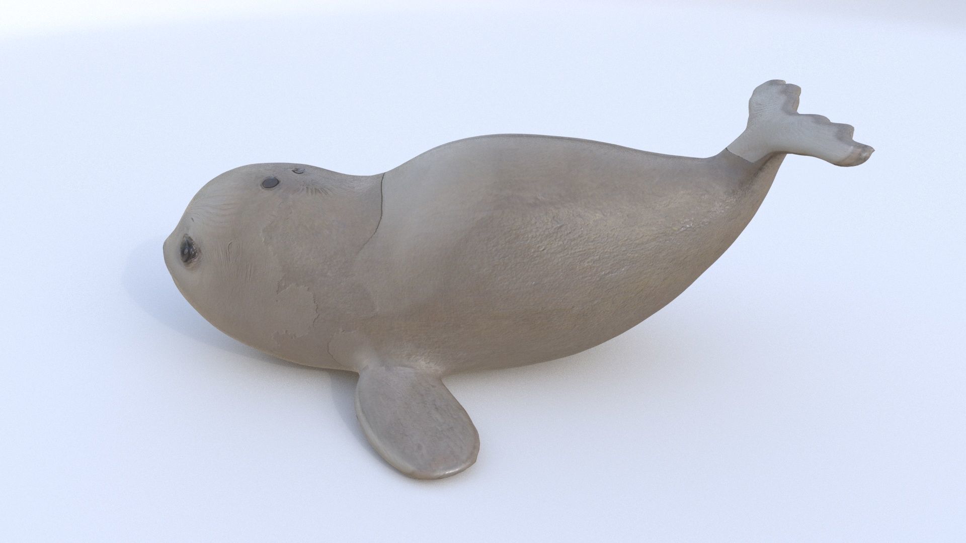 Seal 1 3D model_2