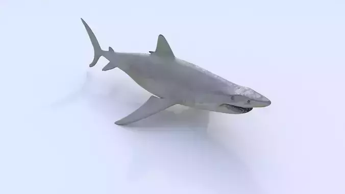 Shark