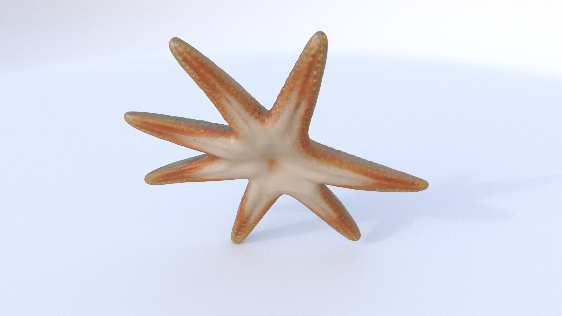 Starfish 1 3D model_4